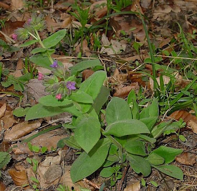 Suffolk lungwort Suffolk lungwort