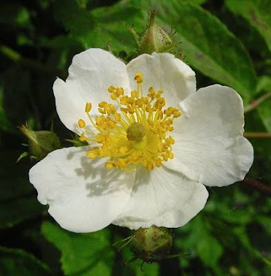 Rambler Rose