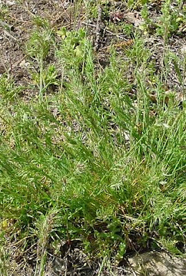 Grama cebollera
