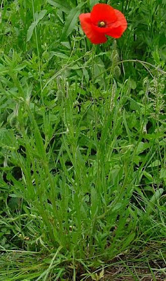 Flanders poppy