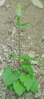 Phyteuma spicatum L.