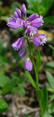 Common milkwort Common milkwort