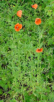 Saat-Mohn
