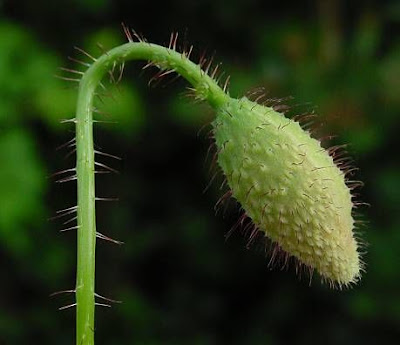 Flanders poppy