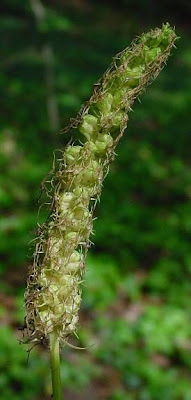 Phyteuma spicatum L.