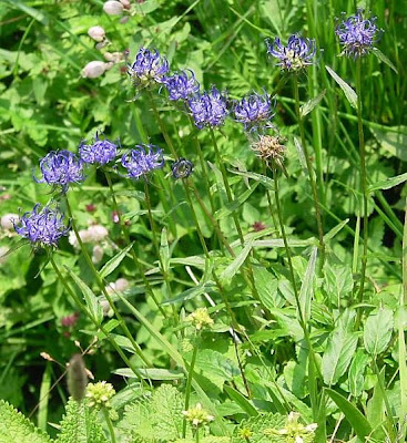 Phyteuma orbiculare L.