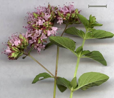 Origanum vulgare L.