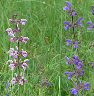Salvia pratensis L.