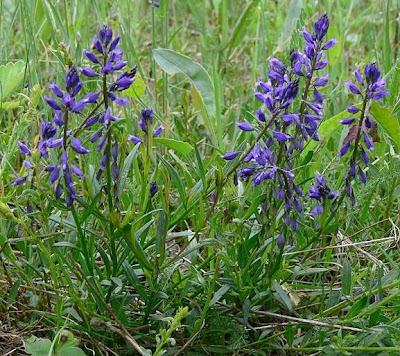 Common milkwort Common milkwort