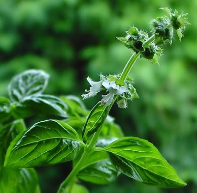 Ocimum basilicum,
albahaca,
alfavaca,
basil,
basilic,
basilico,
Basilienkraut,
Basilikum,
manjeric&atilde;o,
sweet basil