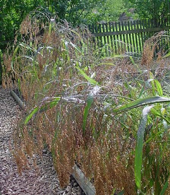 Echte Hirse Echte Hirse