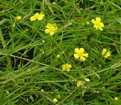 Ranunculus flammula,
greater creeping spearwort,
lesser spearwort,
Ranuncolo delle passere,
spearwort,
spearwort buttercup