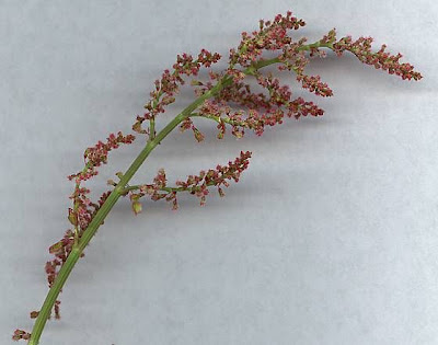 Azedas Azedas