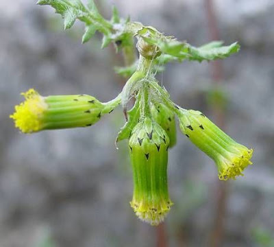 Calderina Calderina