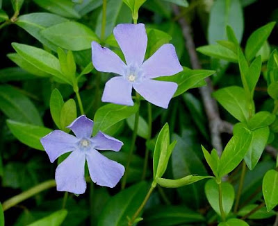 Common periwinkle Common periwinkle