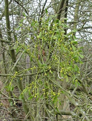 European mistletoe European mistletoe