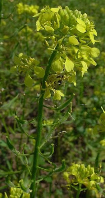 Yellow Mustard Yellow Mustard