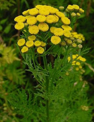 Erba-amara selvatica Erba-amara selvatica