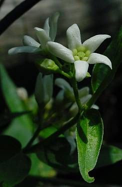 Vincetoxicum hirundinaria Medicus