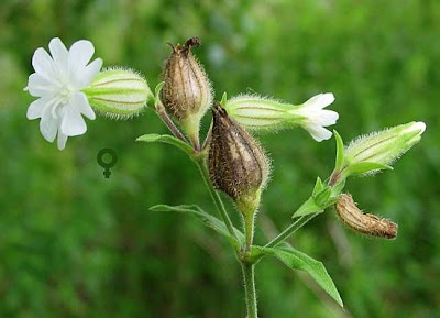 Bladder-campion Bladder-campion