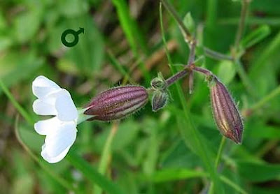 Bladder-campion Bladder-campion