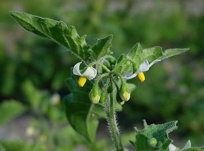 Garden nightshade