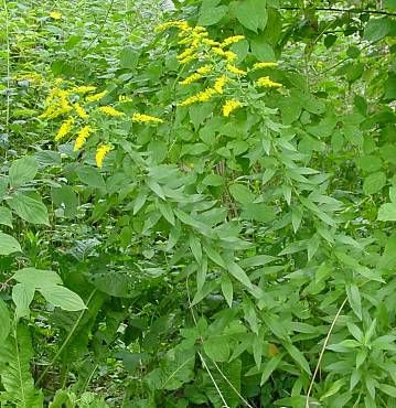 Common goldenrod Common goldenrod