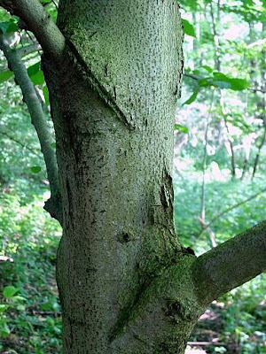 Broadleaf lime Broadleaf lime