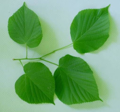 Broadleaf lime Broadleaf lime