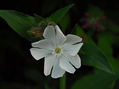 Bladder-campion Bladder-campion