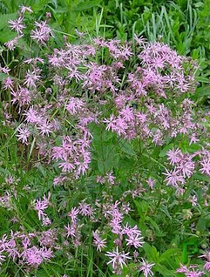 Ragged-robin Ragged-robin