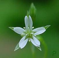 Bog starwort Bog starwort