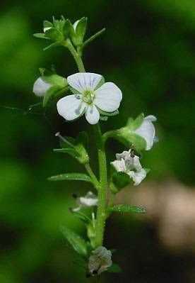Brightblue speedwell Brightblue speedwell