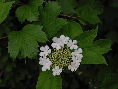 European cranberrybush European cranberrybush