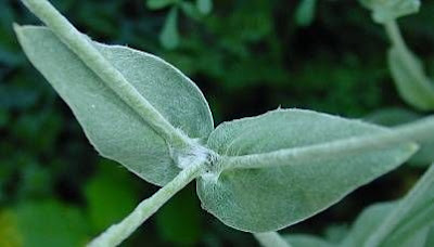 Crotonella coronaria Crotonella coronaria