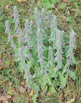 Stachys germanica L.