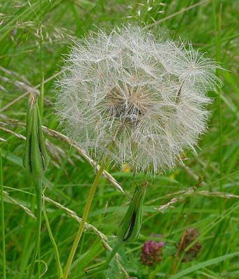 Goat's-beard