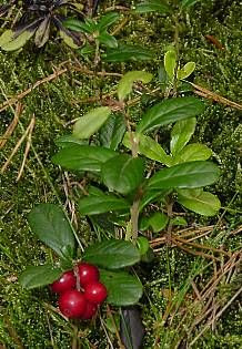 Vaccinium vitis-idaea,
alpine cranberry,
cowberry,
foxberry,
kokemomo,
lingberry,
lingen,
lingenberry,
lingon,
lingonberry,
Mirtillo rosso,
mountain cranberry,
northern mountain cranberry,
Preiselbeere,
Red Whortleberry