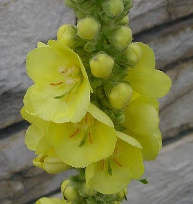Dense Flowered Mullein