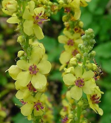 Black mullein Black mullein