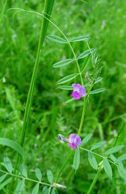 Garden vetch Garden vetch