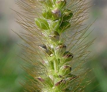 Pigeon grass