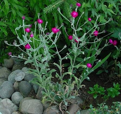 Crotonella coronaria Crotonella coronaria