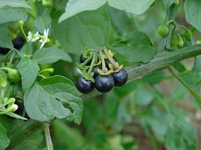Garden nightshade