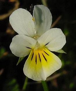 Field pansy