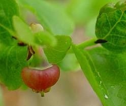 Vaccinium myrtillus,
aojiku-sunoki,
bilberry,
blaeberry,
dwarf bilberry,
Heidelbeere,
hime-usunoki,
Mirtillo nero,
mirtilo,
myrtille,
myrtle blueberry,
myrtle whortleberry,
uva-do-monte,
whinberry,
whortleberry,
Wineberry