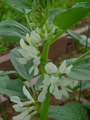 Bell-bean Bell-bean