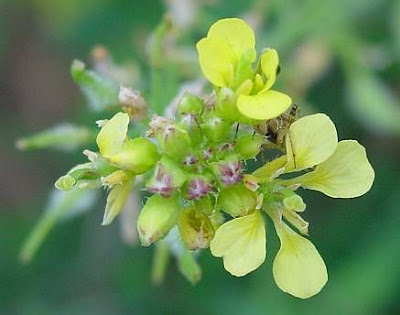 Yellow Mustard Yellow Mustard