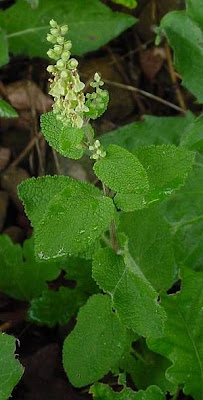 Camedrio scorodonia Camedrio scorodonia