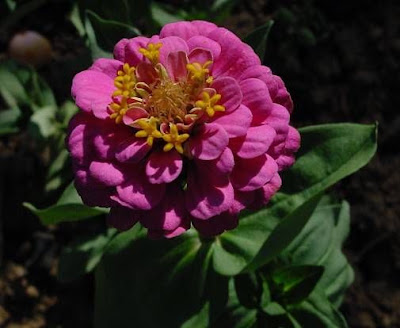 Zinnia elegans,
,
elegant zinnia,
Youth And Old Age,
Zinnia